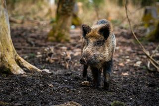 Za škody v přírodě nemůžou vlci, ale prasata, vzkazují ochránci myslivcům
